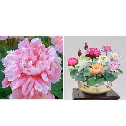 Double Petaled Peony Seeds ~ Grow lush, layered blooms that wow every spring