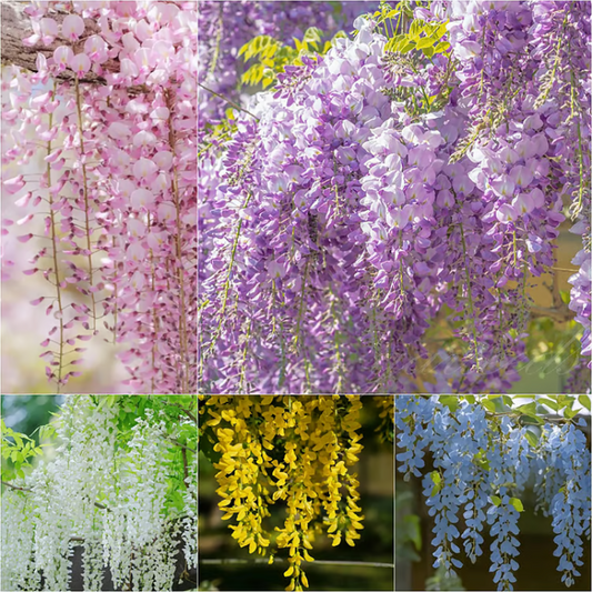 Wisteria Seeds ~ Grow stunning flower-covered walls and arches