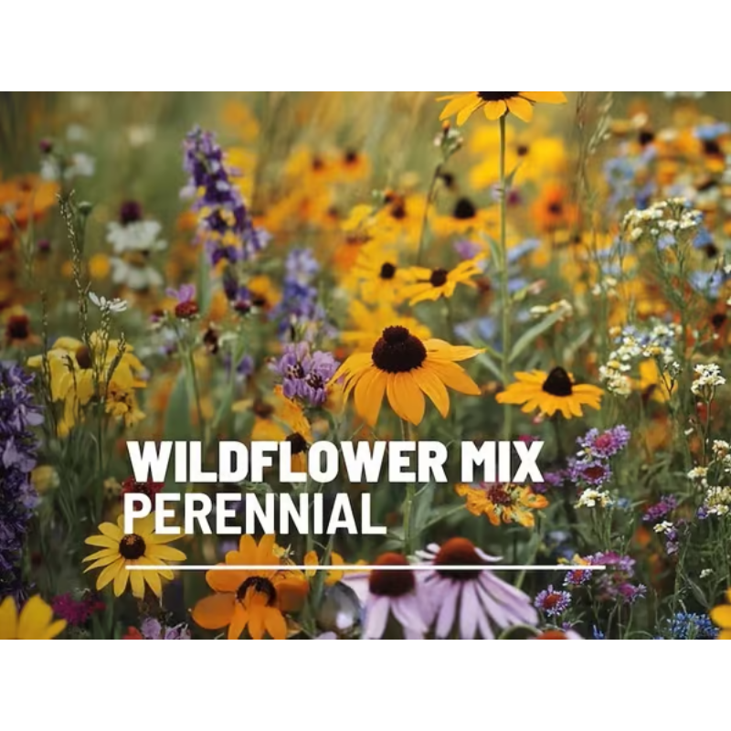 Perennial Wildflower Mixed Seeds (1000 Seeds) ~ Year-round color with one easy planting