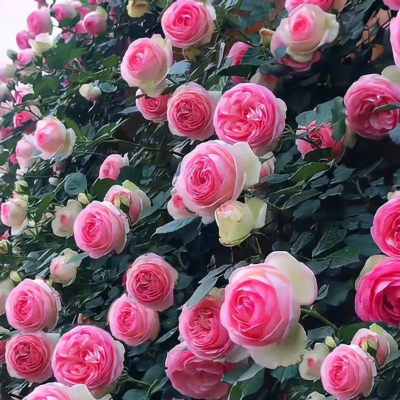Climbing Rose Seeds ~ Transform fences into floral walls naturally_