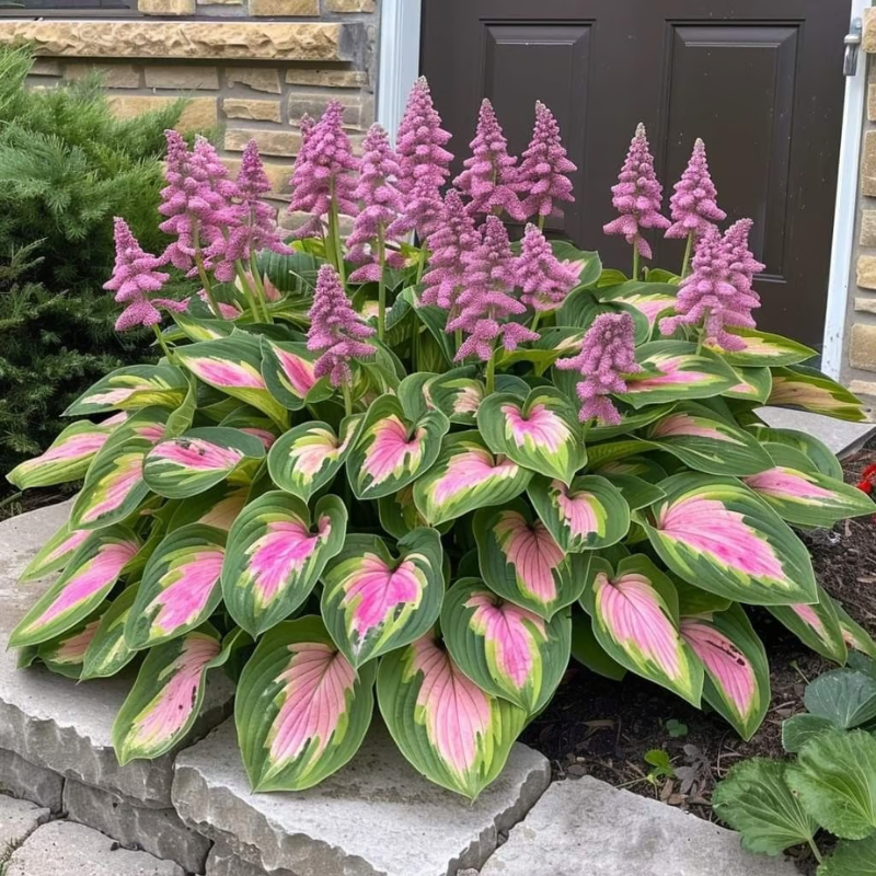 Rare Hosta Seeds ~ Transform dull garden corners into a colorful oasis