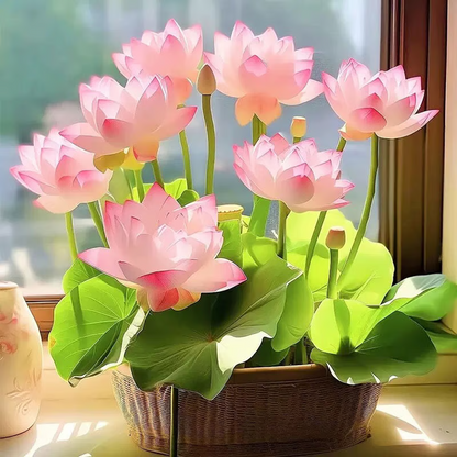 Sacred Bonsai Bowl Lotus Flower seeds ~ Grow vibrant blooms in bowls, pots, or patios