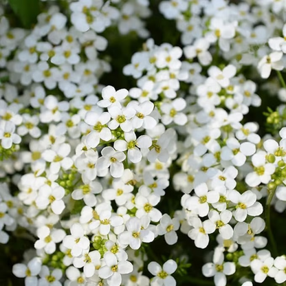 Creeping Thyme Seeds ~ Lush, Low-Maintenance Ground Cover in Full Bloom