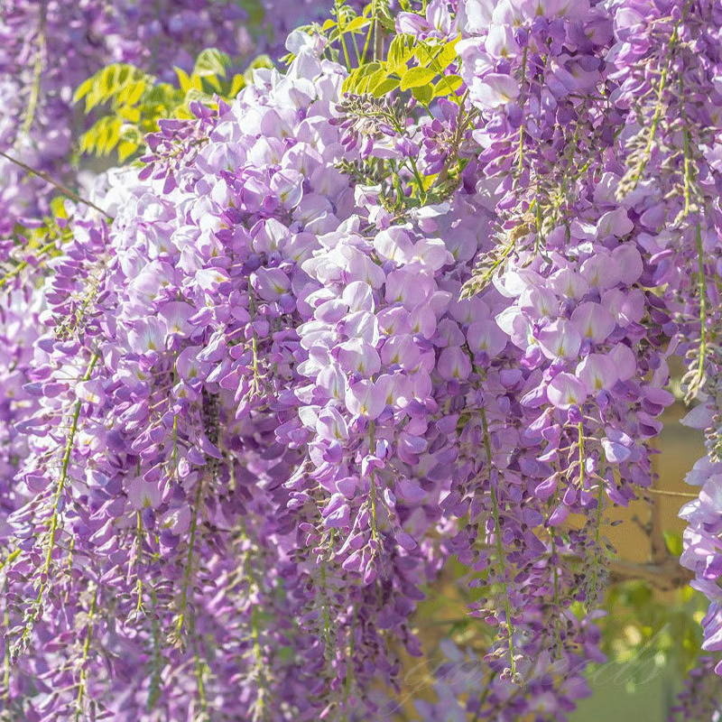 Wisteria Seeds ~ Grow stunning flower-covered walls and arches