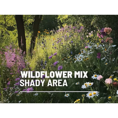 Perennial Wildflower Mixed Seeds (1000 Seeds) ~ Year-round color with one easy planting