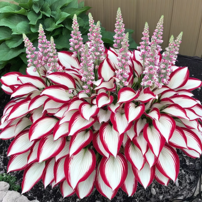 Rare Hosta Seeds ~ Transform dull garden corners into a colorful oasis