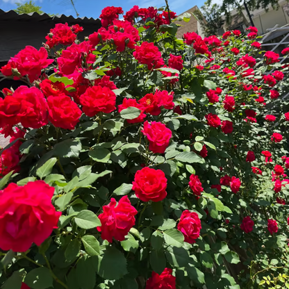 Climbing Rose Seeds ~ Transform fences into floral walls naturally_