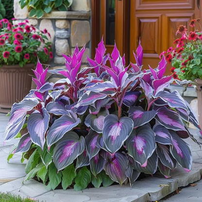 Rare Hosta Seeds ~ Transform dull garden corners into a colorful oasis
