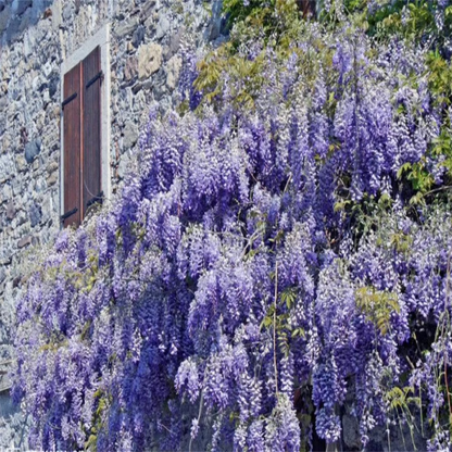 Wisteria Seeds ~ Grow stunning flower-covered walls and arches