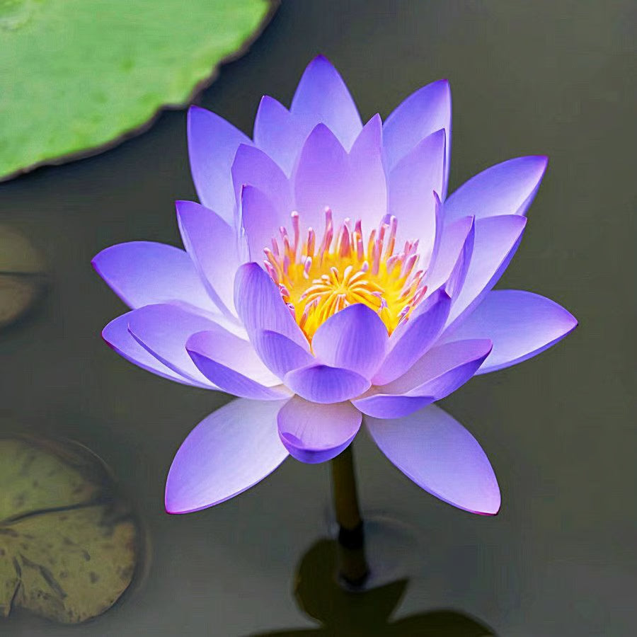 Lotus Flower Seeds ~ Because inner peace won’t sprout on its own.