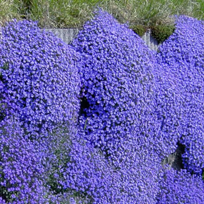 Creeping Thyme Seeds ~ Lush, Low-Maintenance Ground Cover in Full Bloom