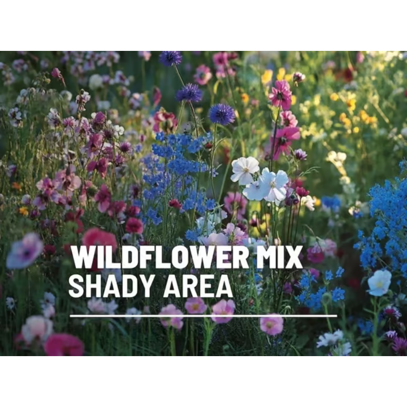 Perennial Wildflower Mixed Seeds (1000 Seeds) ~ Year-round color with one easy planting