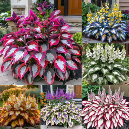 Rare Hosta Seeds ~ Transform dull garden corners into a colorful oasis
