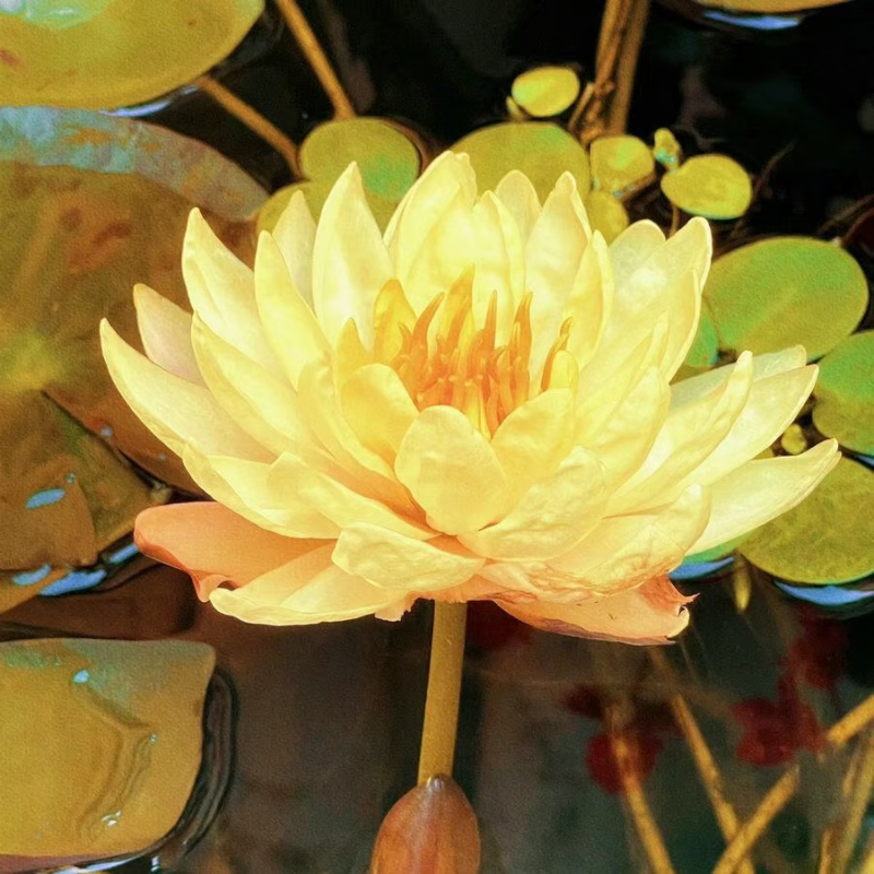 Sacred Bonsai Bowl Lotus Flower seeds ~ Grow vibrant blooms in bowls, pots, or patios