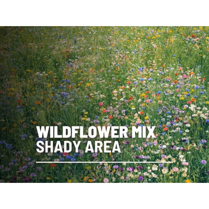 Perennial Wildflower Mixed Seeds (1000 Seeds) ~ Year-round color with one easy planting