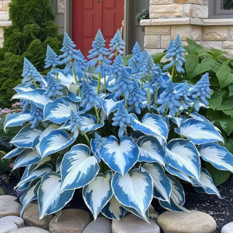 Rare Hosta Seeds ~ Transform dull garden corners into a colorful oasis