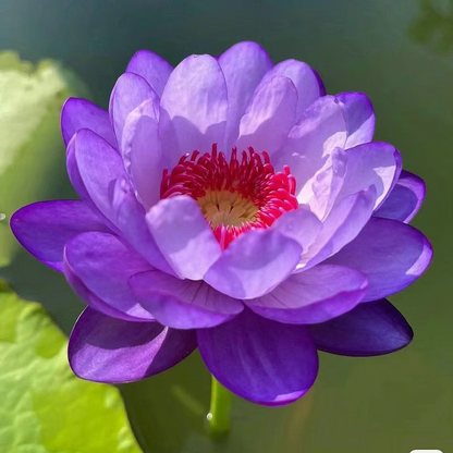 Sacred Bonsai Bowl Lotus Flower seeds ~ Grow vibrant blooms in bowls, pots, or patios