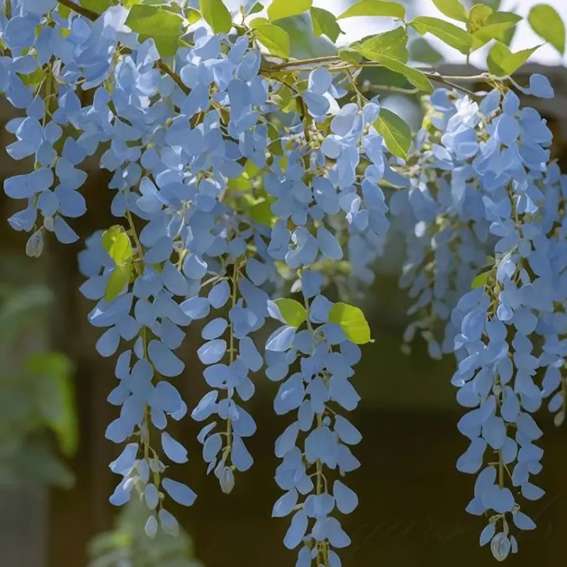 Wisteria Seeds ~ Grow stunning flower-covered walls and arches