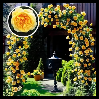 Climbing Rose Seeds ~ Transform fences into floral walls naturally_