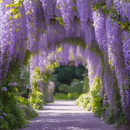 Wisteria Seeds ~ Grow stunning flower-covered walls and arches