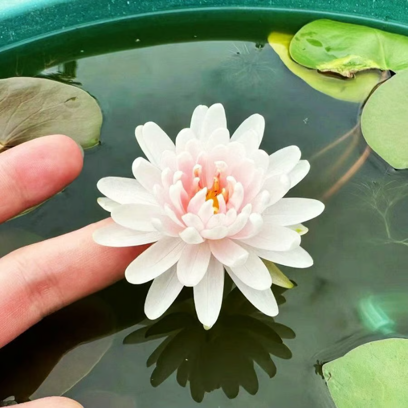Sacred Bonsai Bowl Lotus Flower seeds ~ Grow vibrant blooms in bowls, pots, or patios