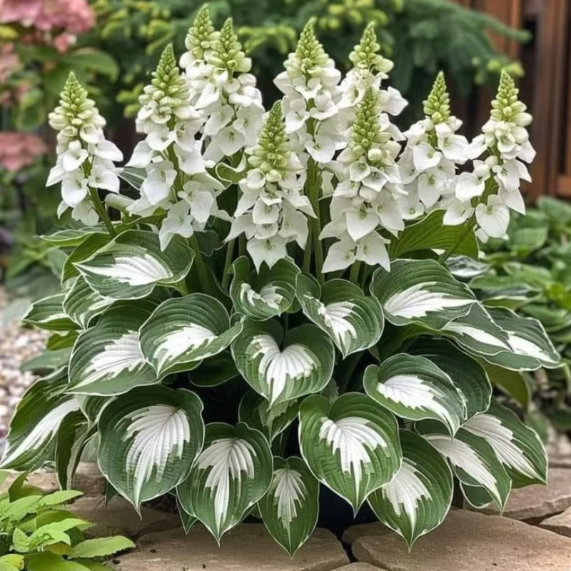 Rare Hosta Seeds ~ Transform dull garden corners into a colorful oasis