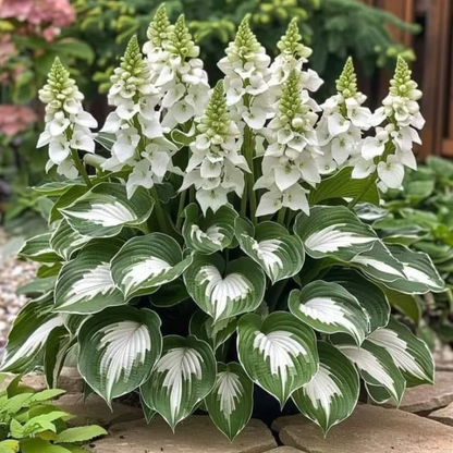 Rare Hosta Seeds ~ Transform dull garden corners into a colorful oasis