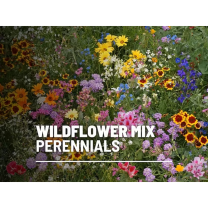 Perennial Wildflower Mixed Seeds (1000 Seeds) ~ Year-round color with one easy planting