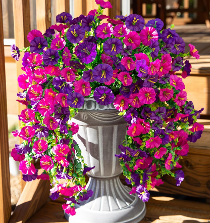 Hanging Morning Glory ~ Year-round floral charm, no watering needed